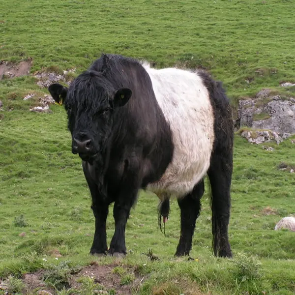 Belted Galloway