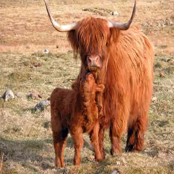Scottish Highland
