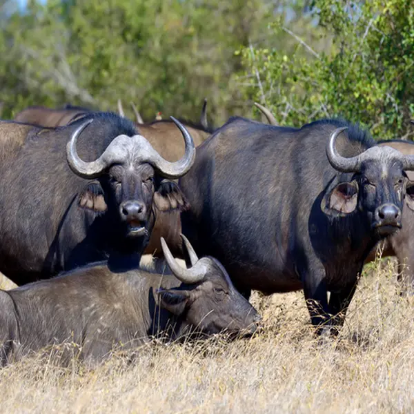 Central African buffalo