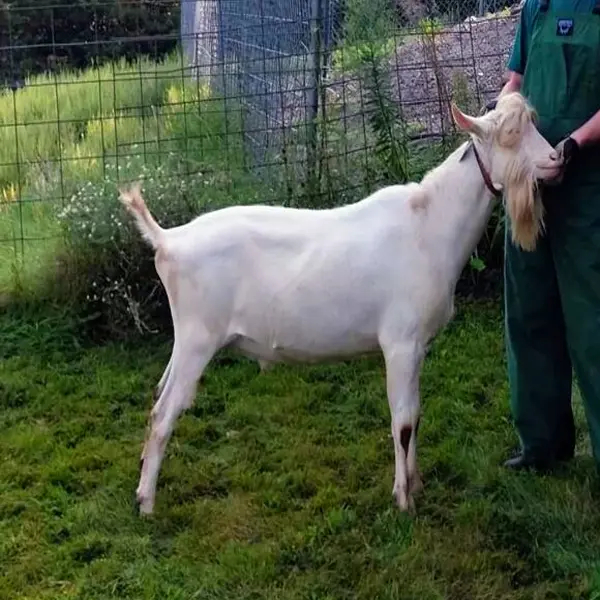 saanen goat