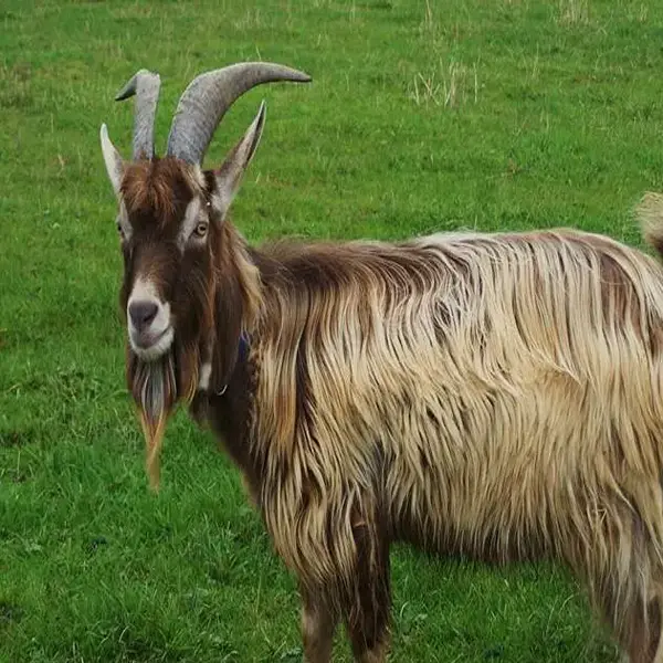 Toggenburg