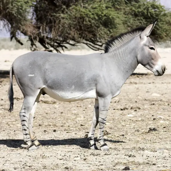 African wild ass