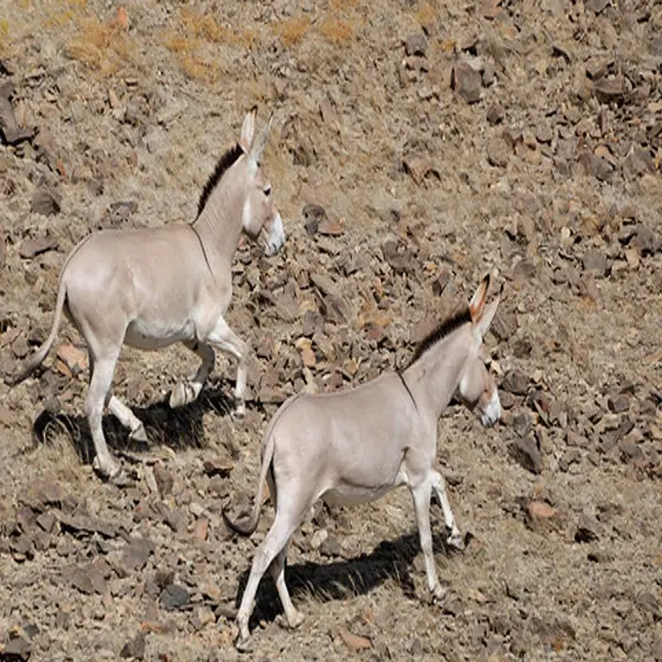 Nubian wild ass