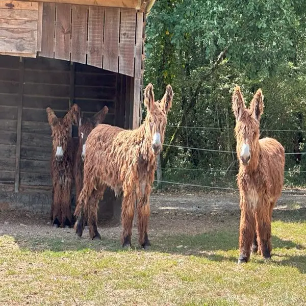 Baudet du Poitou