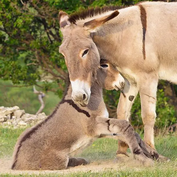 Provence Donkey