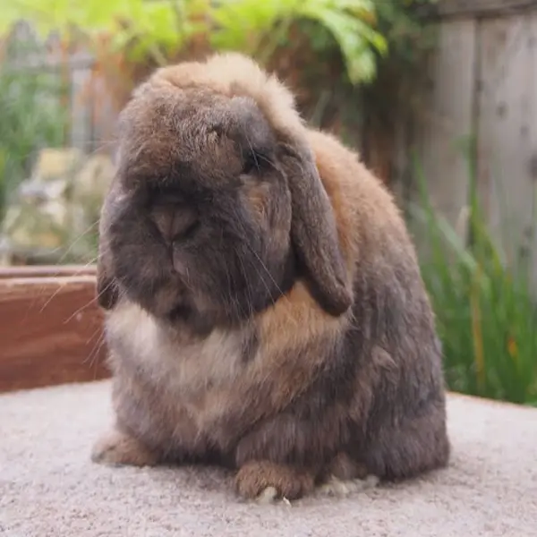 Holland Lop