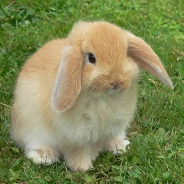 American Fuzzy Lop