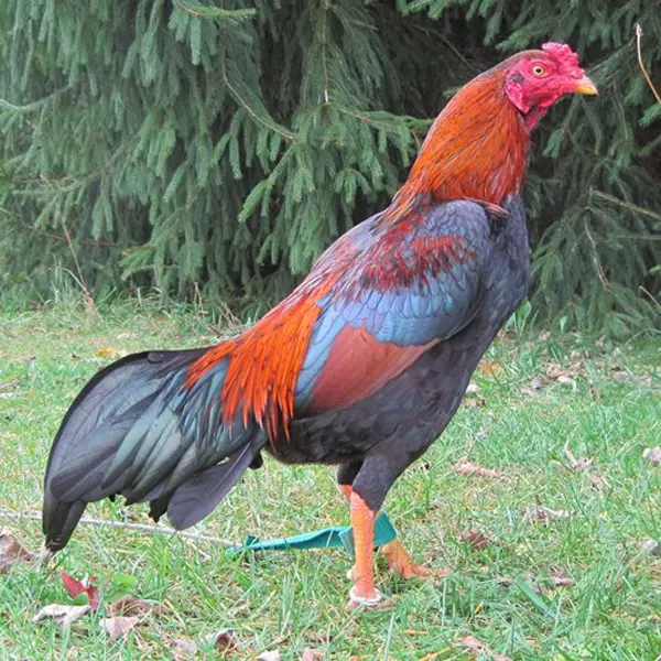 Ga Noi