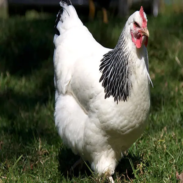 Sussex chicken