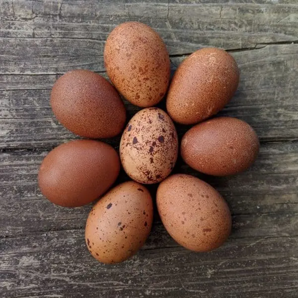 Dark Brown Eggs