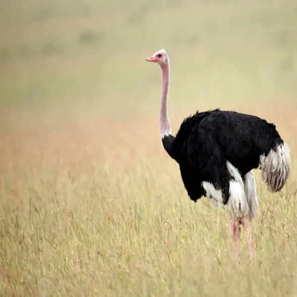 Struthio coppensi