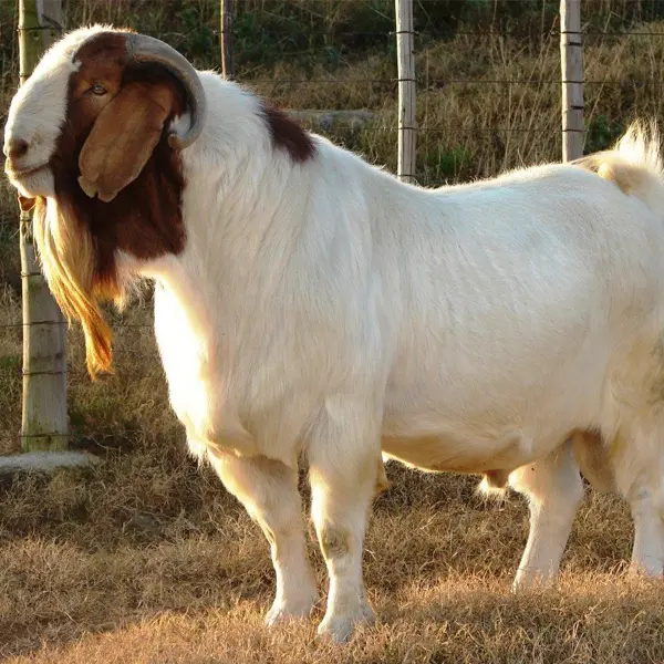Boer Goats