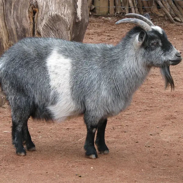 Nigerian Dwarf