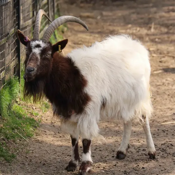 Bagot Goat