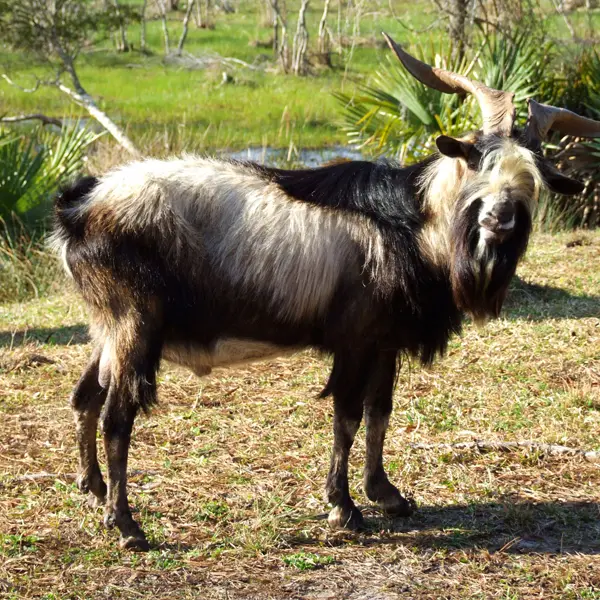 Spanish Meat Goat