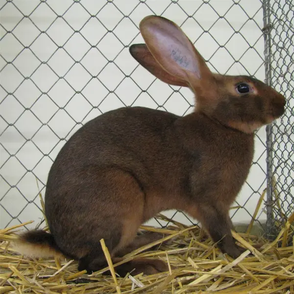 Belgian Hare Rabbits