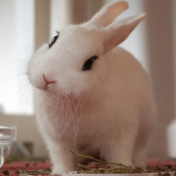 Blanc de Hotot Rabbits