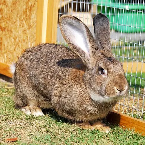Flemish Giant rabbit