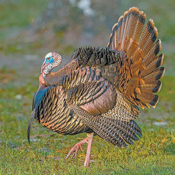 Osceola