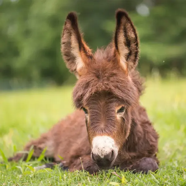 Miniature Donkey
