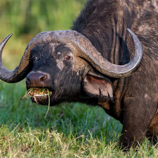 Bao Yen buffalo